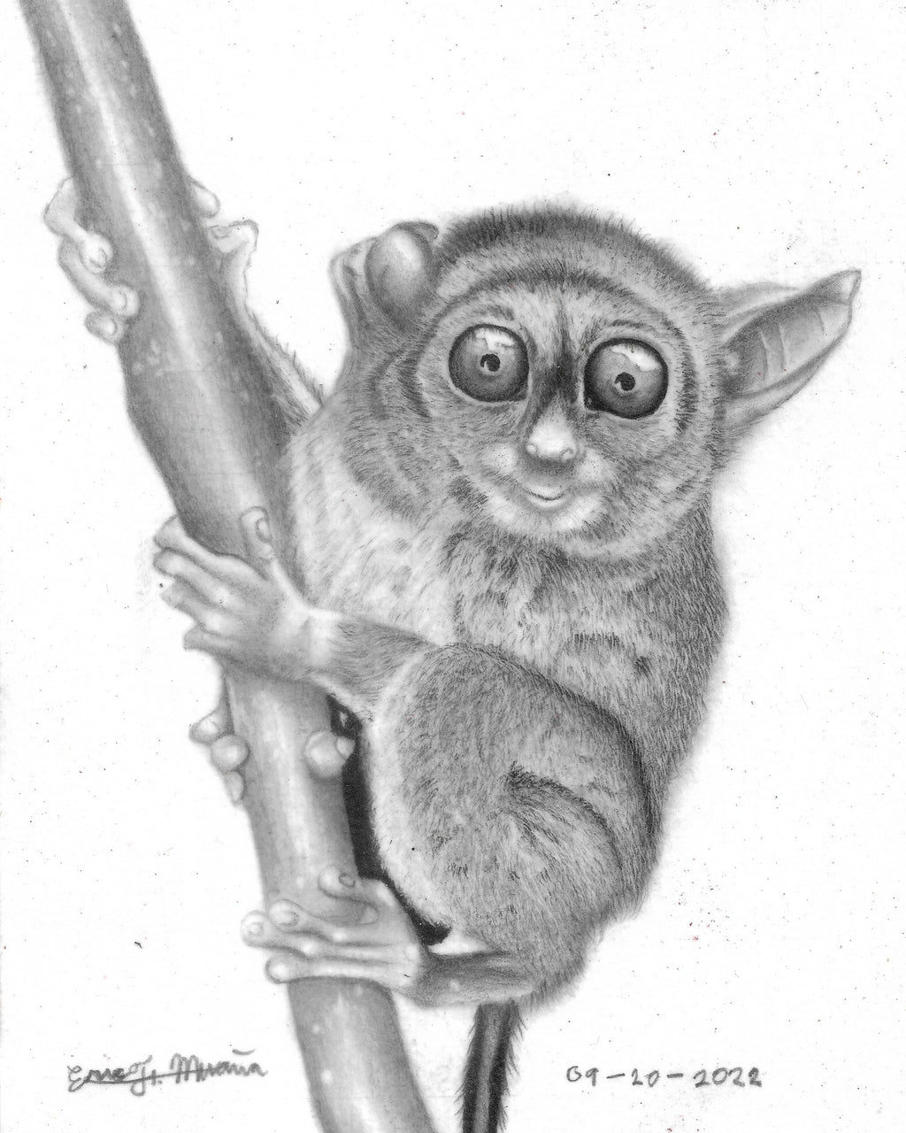 the-philippine-tarsier-by-eric-f-mua-a-robship