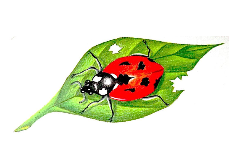 Eric`s next artwork, the Lady Bug on the leaf.